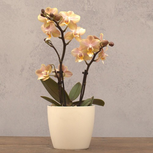 Plant theory 25cm scented - plant,