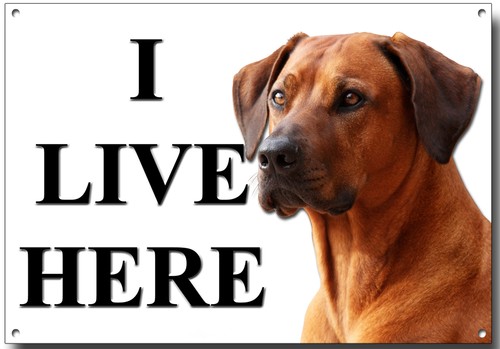Rhodesian ridgeback live - ridgeback, i