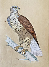 Rough-Legged Buzzard Antique