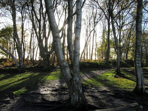 Photo silver birches - photo,