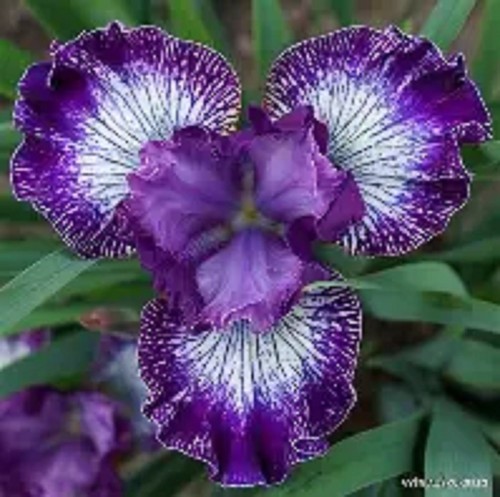 Siberian iris something - siberian, -something