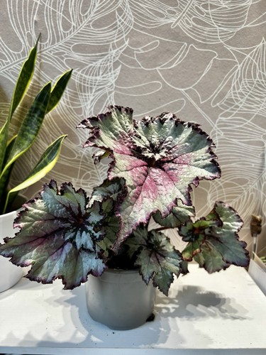 Begonia evening glow - begonia,
