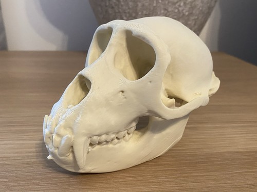 Replica macaque monkey skull - macaque,