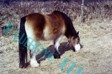  1987 Gypsy Caravan Pony Brown