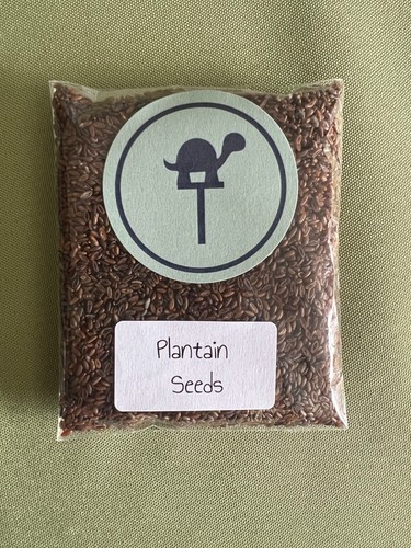 Ribwort plantain seeds - ribwort,