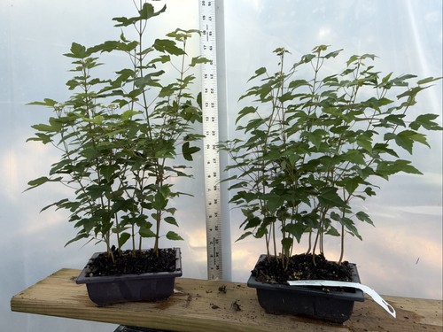 Trident maples bonsai - maples,,