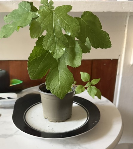 Fig tree plant turkish - tree,