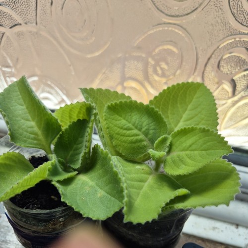 Organic indian ajwain - organic, /