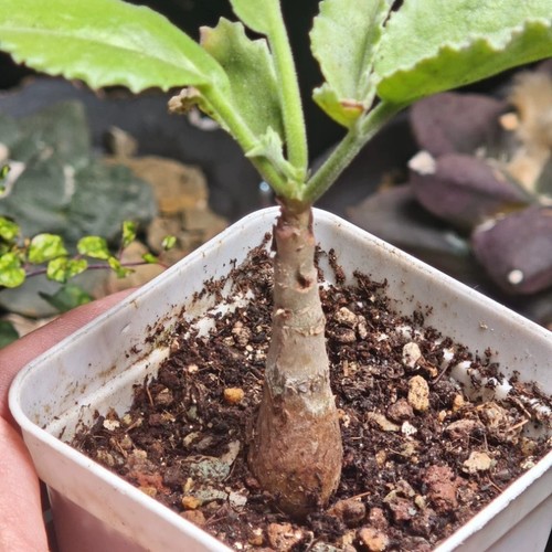 5cm succulent cactus plant - cactus,