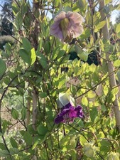 Cobaea scandens Cup and Saucer