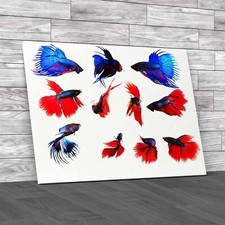 Siamese Fighting Fish Collage