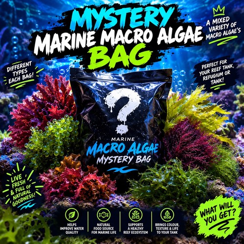 Mystery marine macro algae - macro,