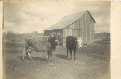 Rppc postcard jersey dairy - rppc, cow