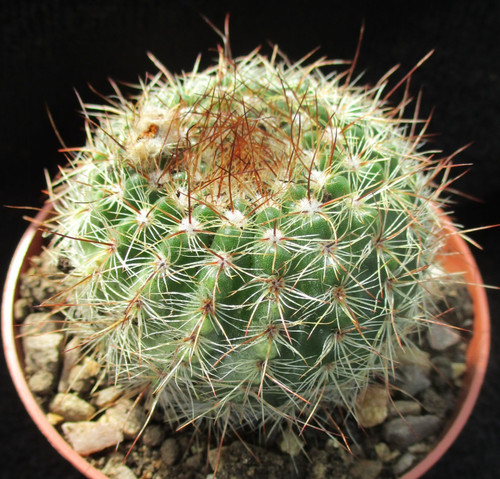 Notocactus apricus - apricus,