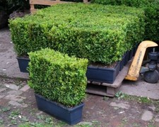 Buxus sempervirens (common box) instant hedging plants in troughs for sale