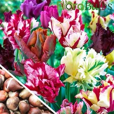 TULIP BULBS MIXED PARROT VERY UNUSUAL Spring Flowering Bulbs garden plants 