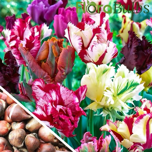 Tulip bulbs mixed parrot - mixed,