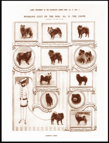 Chow lady and dogs - chow,