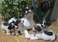 Lovely jack russell - lovely, terrier