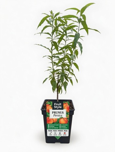Prunus persica peach - prunus, fruit