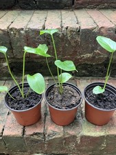 3 Small Arum Cala Lily - Plant