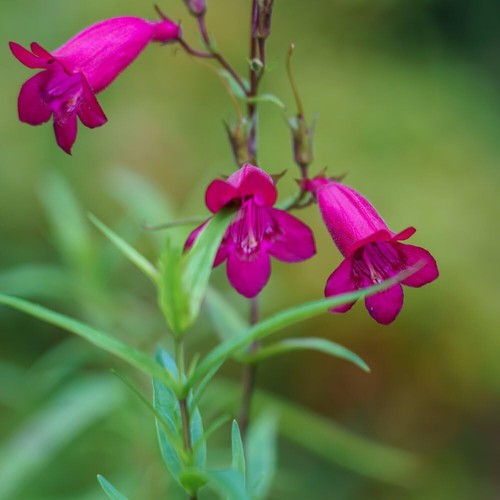 Penstemon just jayne hardy - penstemon,