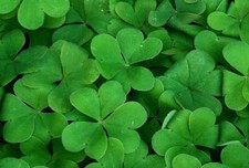 Shamrock Seeds Trifolium