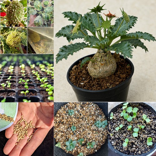 Dorstenia horwoodii hybrid - dorstenia,