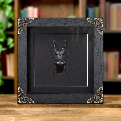 Giant stag taxidermy - giant,