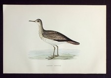 BARTRAM'S SANDPIPER
