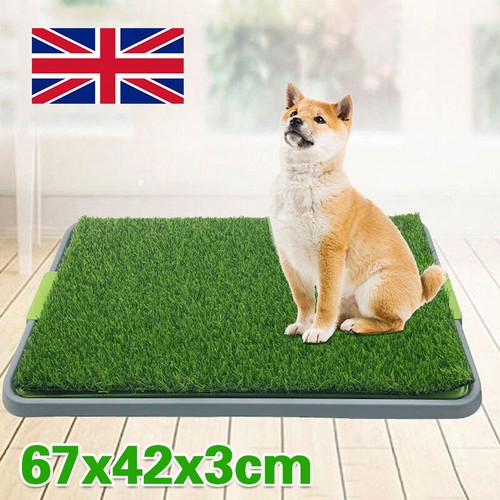 Large dog toilet - toilet, indoor