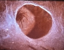 16mm Colour Optical Sound AIMS Film: 'Spiders and How They Live' (1991)