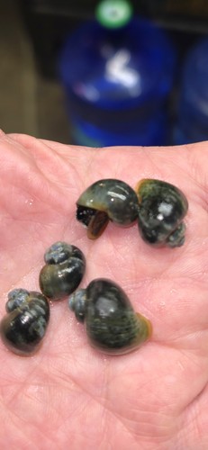 Blue mystery snails pomacea - 4, (pomacea