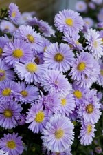 200 Michaelmas Daisy Lilac Aster Seeds,Little Carlow,Free Postage Uk