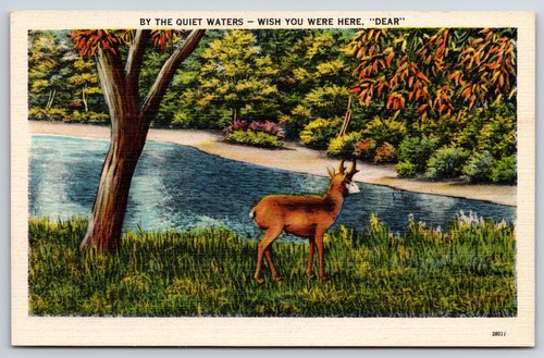 The quiet waters deer - by,
