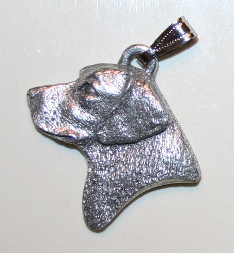 Labrador retriever lab - labrador, head