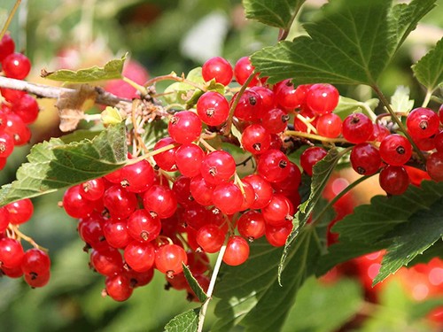 Red currant jumbo - currant, plug