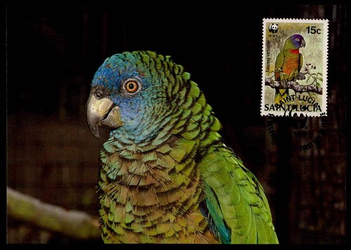 Lucia birds parrot - mk,