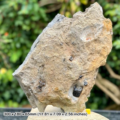 Authentic fossil turtle