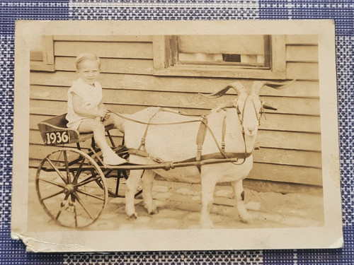 Vtg photo 1936 little boy - 1936, a