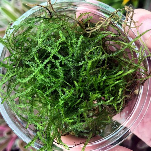 Java moss vesicularia - java,