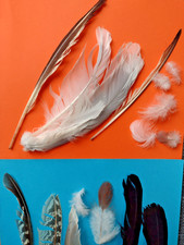 FREE FALLEN real feathers from