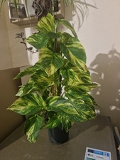 Pothos Epipremnum Pinnatum XL Plant Indoor House Plant