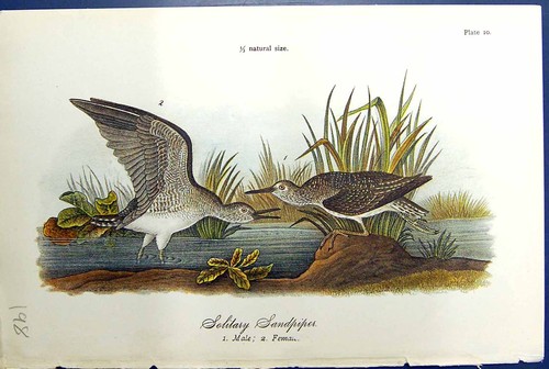 Antique print solitary - antique,