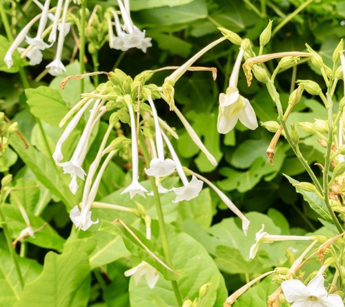 5500x nicotiana sylvestris - 5500x,