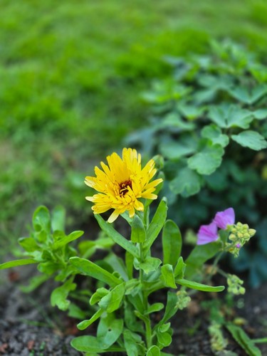 Pot marigold seeds lemon - pot, seeds,
