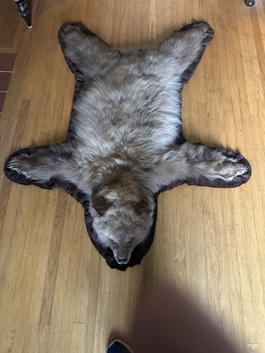 Brown black bear - brown,