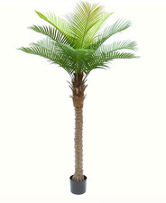 Realistic coconut tree