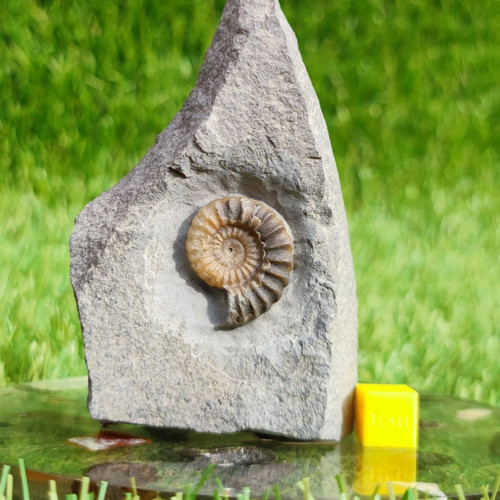 Ammonite fossil promicroceras - ammonite,