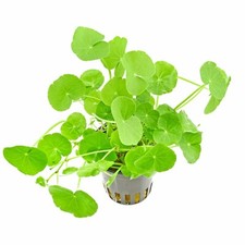 Hydrocotyle leucocephala - hydrocotyle,